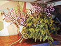 春を彩る花の饗宴（2003年度）